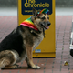 Gay dog enjoys San Francisco’s Pride Parade in 2006.